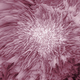 Illustration for article titled Can You Guess The Subject Of This Photo?